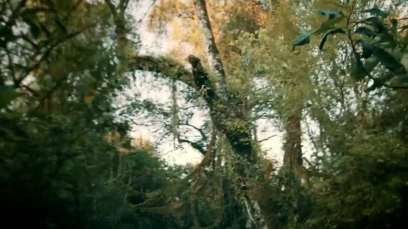 HIS KNOWLEDGE OF THE FOREST AND THE UCUMAR