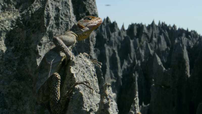 His long digits and claws help him grip the sheer rock face