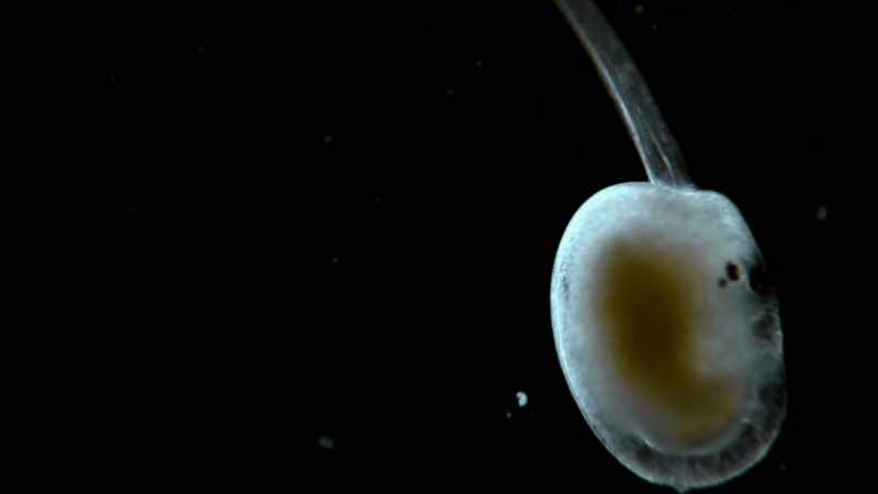 His neurons do simple stuff