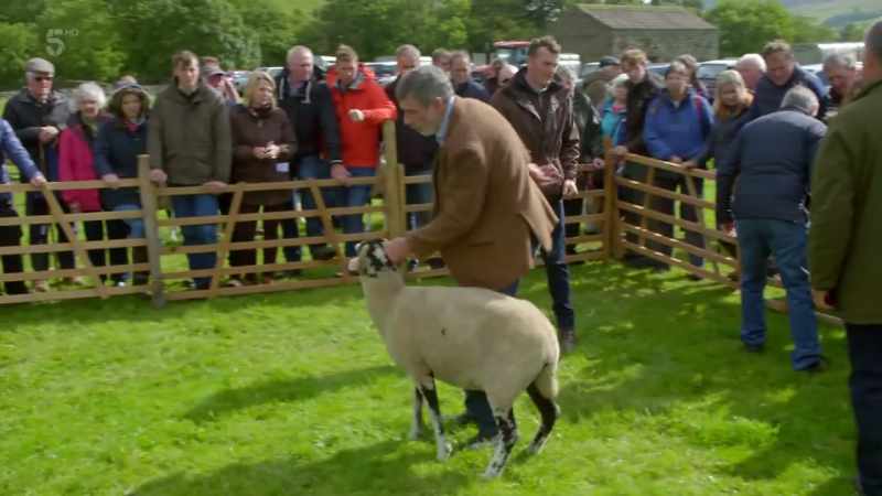 His sheep checked over, Clive moves into the judging pen