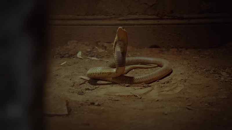 (HISSING)