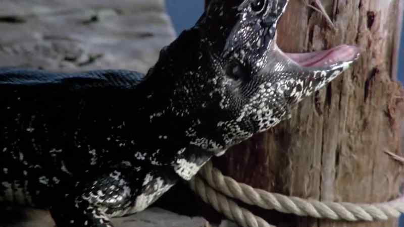 [ hissing ]