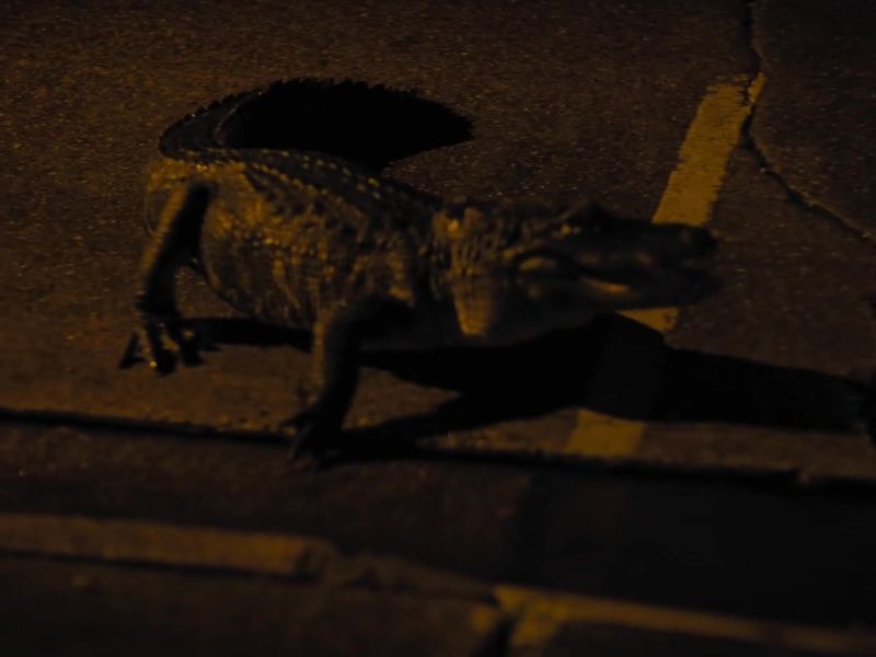 [hissing]