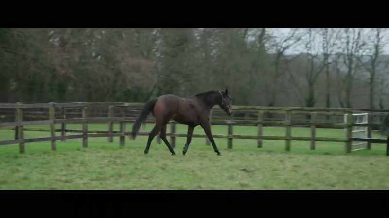 Historically, the horses have always gone back to the stud
