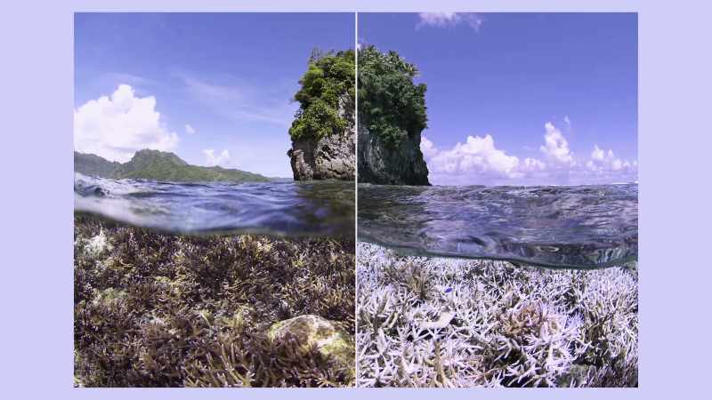 [Hoegh-Guldberg] When Richard saw that white coral