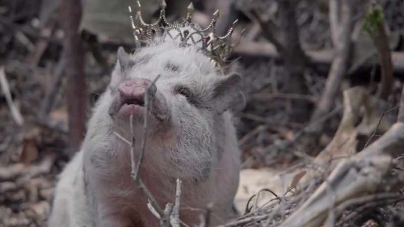 Hog Queen: Welcome home, Dirk Hamsteak
