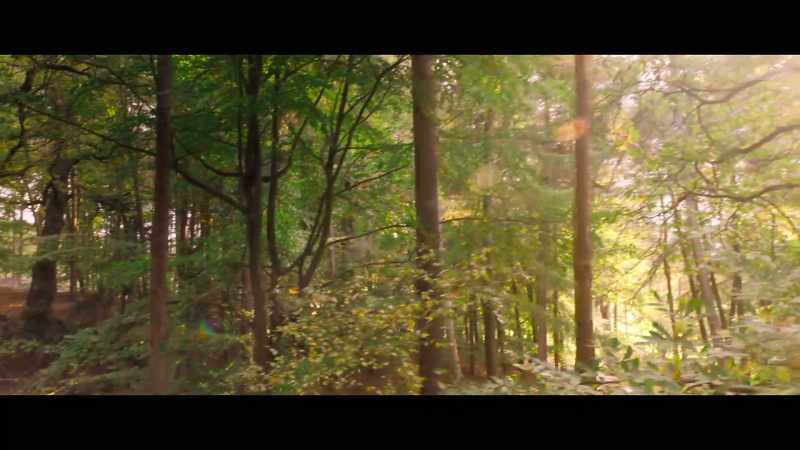 Hogback Wood was their Eden