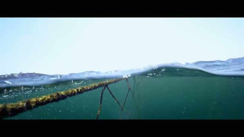 [Holly] I've been assisting Humpback Whale Research