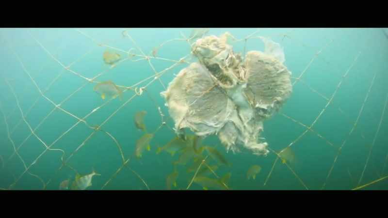 [Holly] Through our findings, we found animals