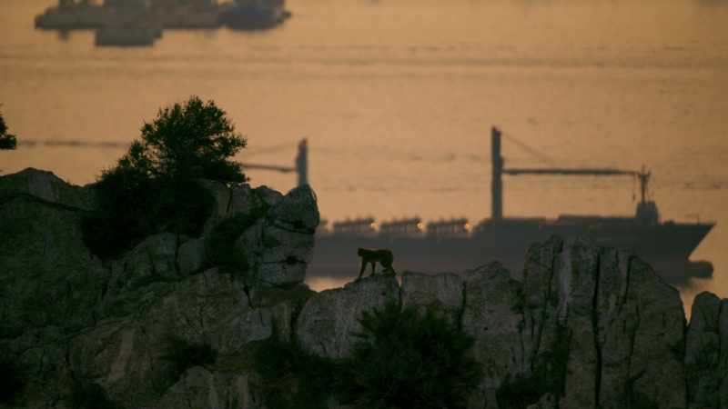 Home to Europe's only monkeys