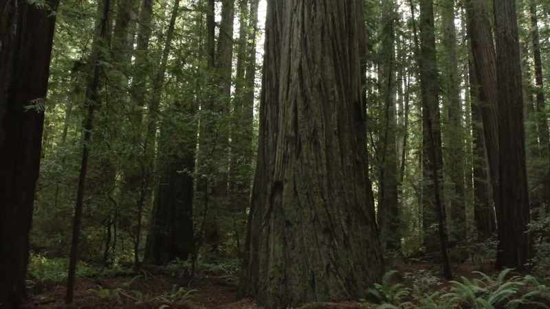 Honestly, would you ever go into the woods with a stranger?