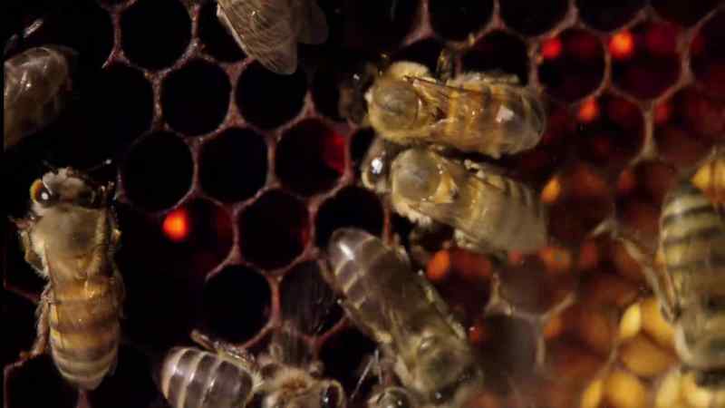 Honeybee workers are able to send complex messages to one another