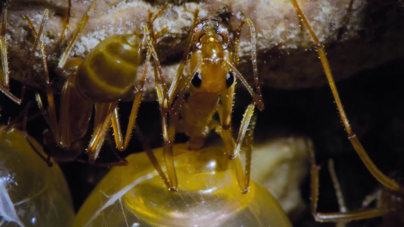 Honeypot ants are stuffed with so much nectar
