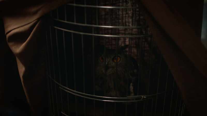 (HOOTS)