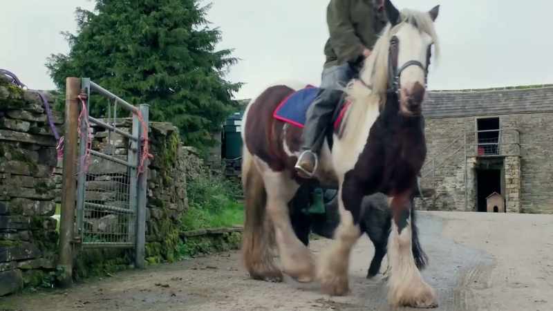 HORSE FARTS