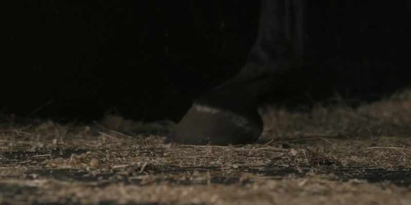 [Horse neighing]