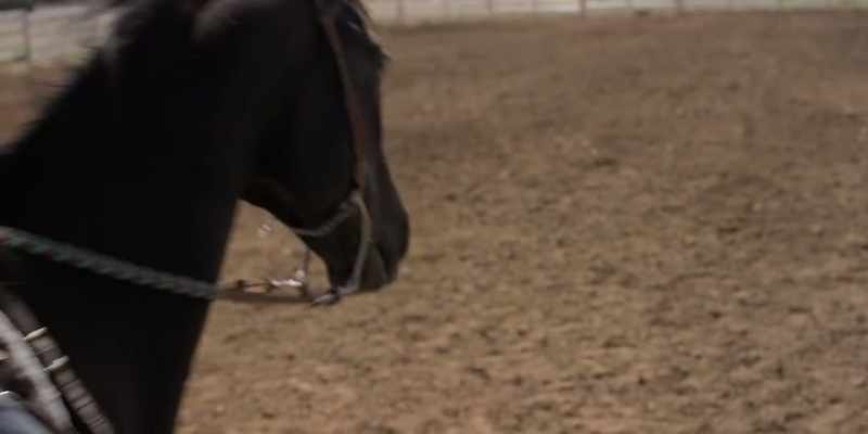 [horse neighs]