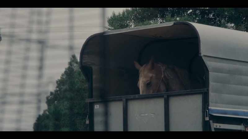 [HORSE NEIGHS, WHINNIES]