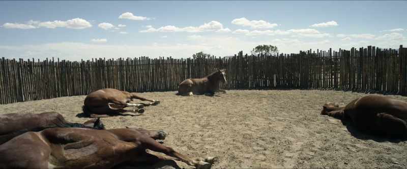 [horse nickers]