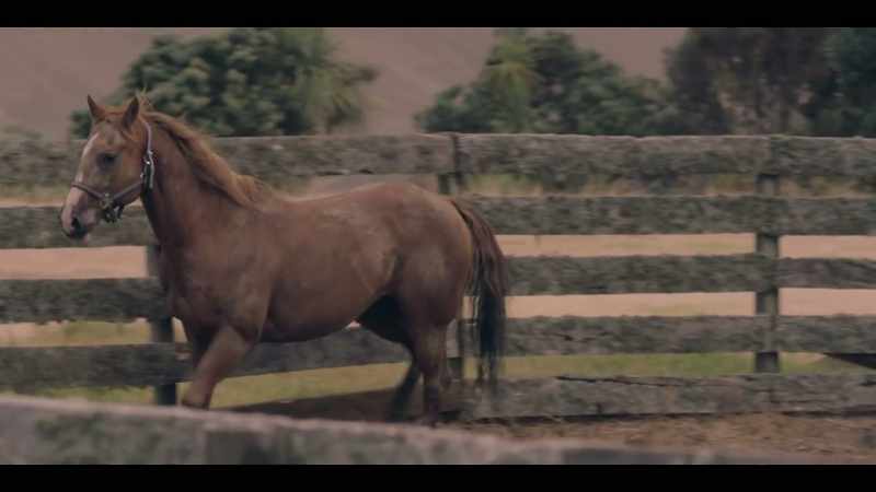 [HORSE NICKERS, WHINNIES]