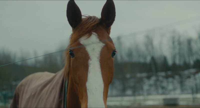 [horse snorting]