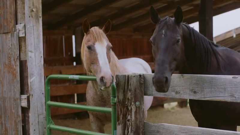 [horse snorts]