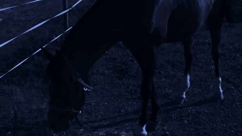 [horse snorts]