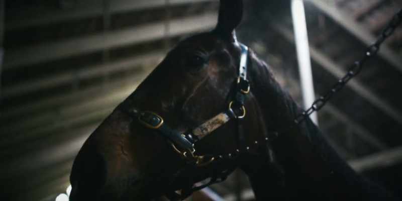 (HORSE SNORTS)
