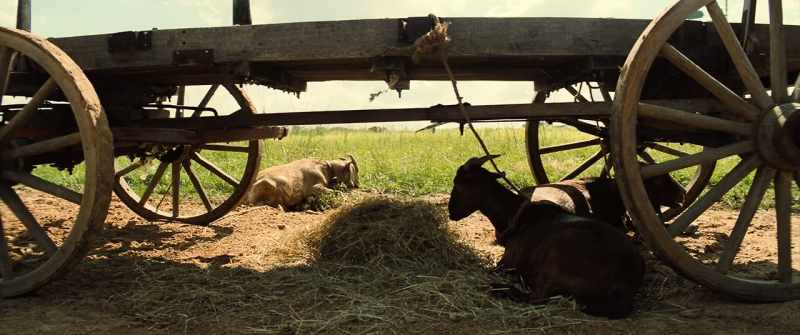 (HORSE WHICKERING)