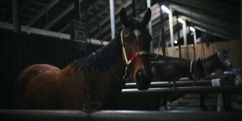 (HORSE WHICKERS)