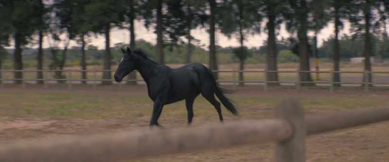 [horse whinnies]