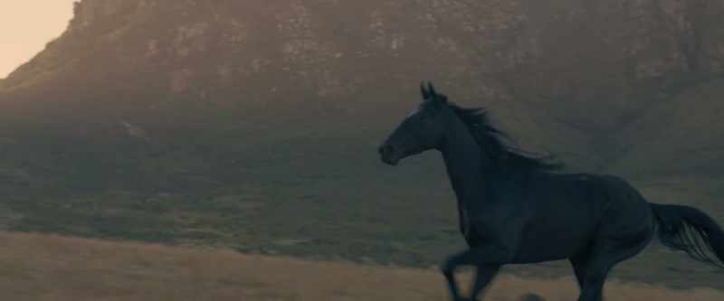 [horse whinnies]