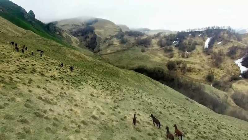 (HORSE WHINNIES)