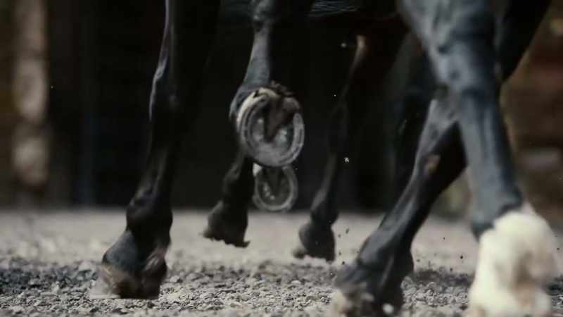 horse-whinnies