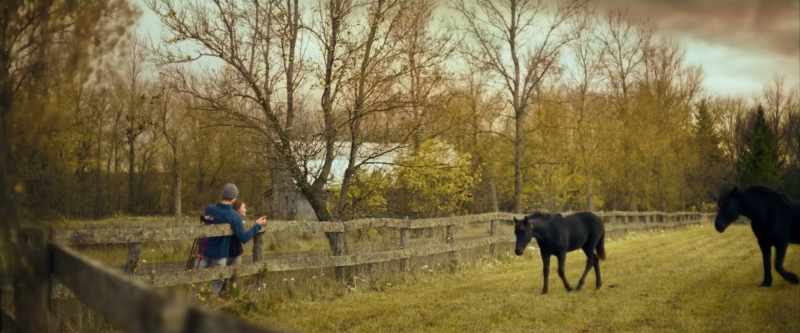 [horse whinnies]