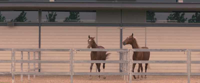 [horse whinnies]