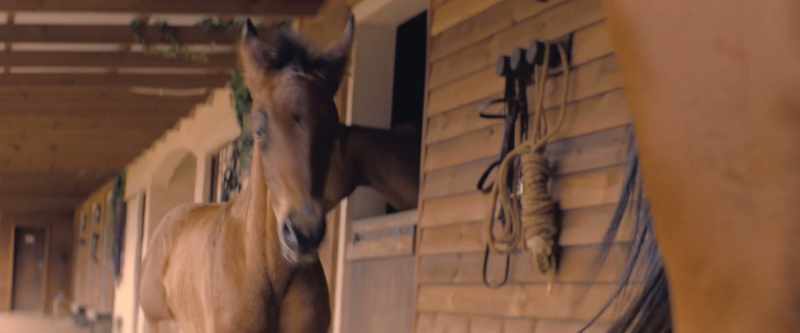 [horse whinnies]