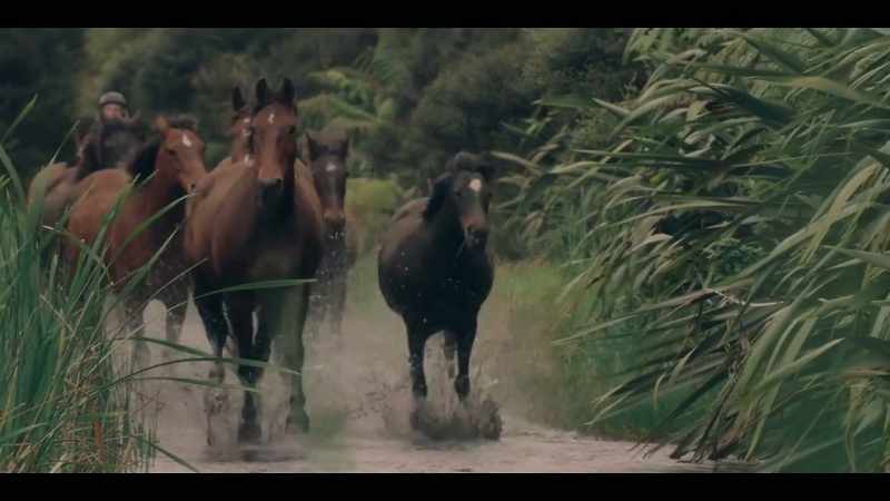 [HORSES NEIGH]