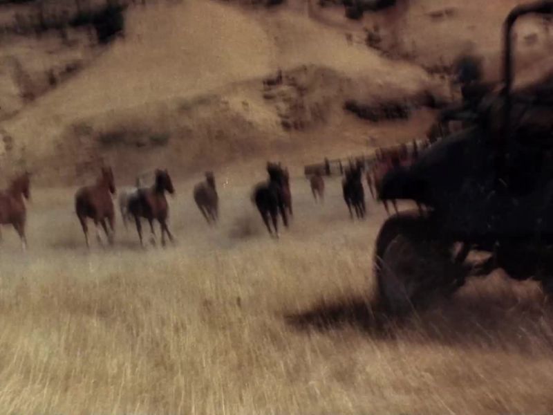 [horses neighing]