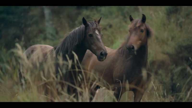 [HORSES NICKER]