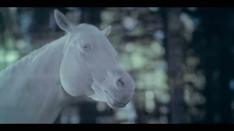 [HORSES STARTLE, NEIGH]