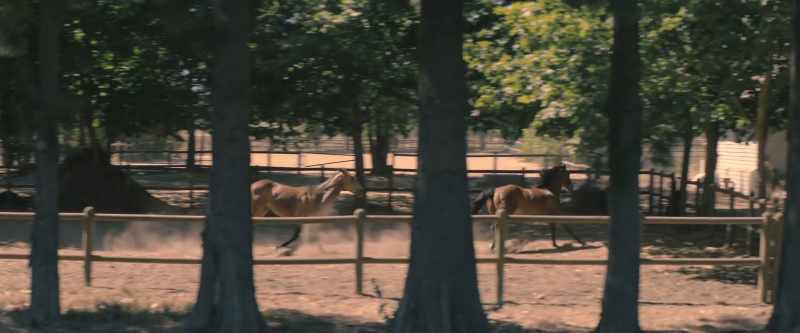 [horses whinnying]