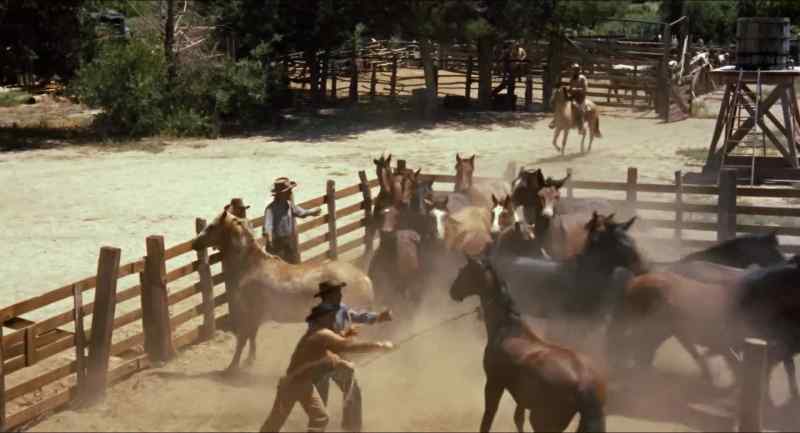[horses whinnying]