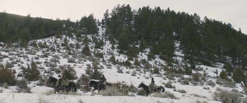 How about the horses?