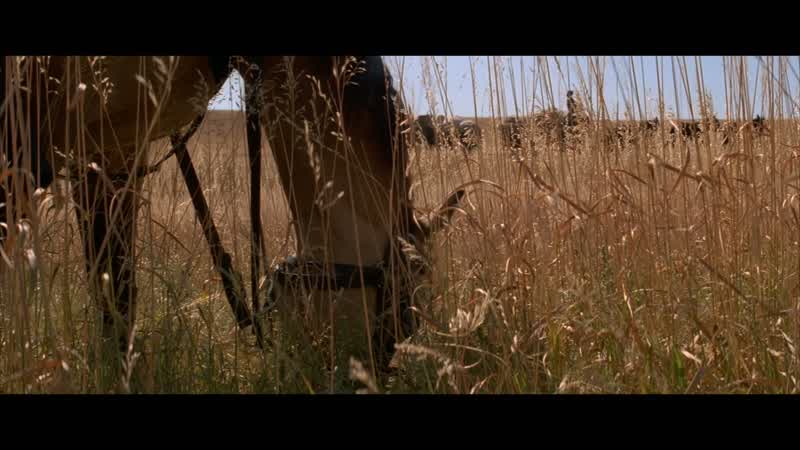 How come we haven't seen any buffaloYou can't figure the stinking buffaloYou can't Sometimes you won't see any for daysOther times they'll be thick like curls on a whoreWhat about IndiansIndians