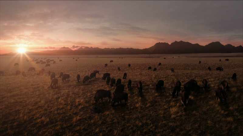 How could a few head of cattle do any harm