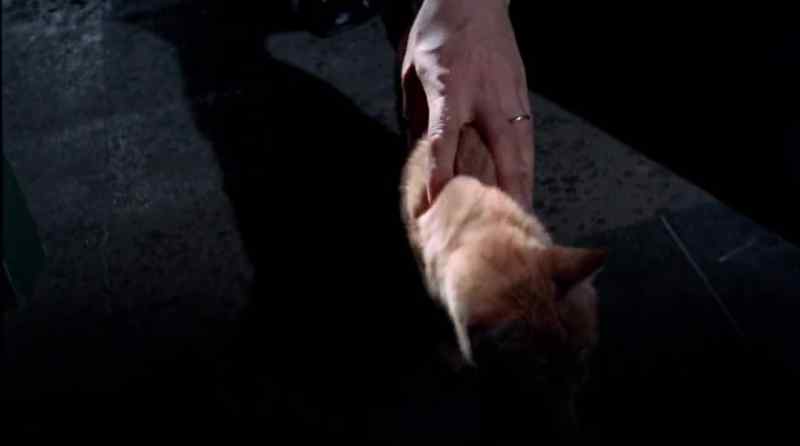 How did you become a little kitten?
