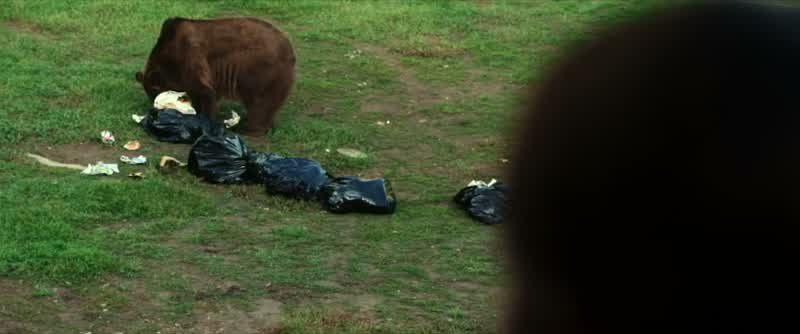 How do the bears know to come here?