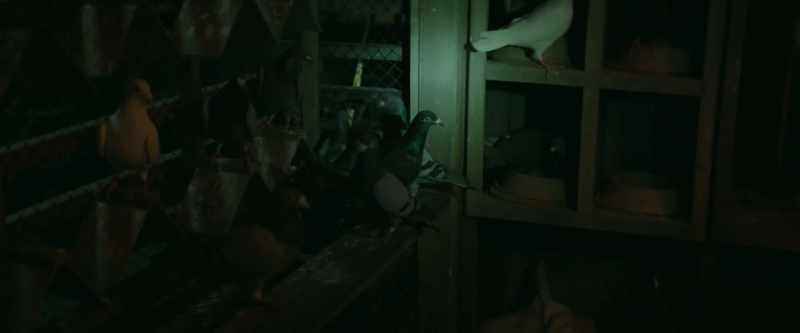 How many birds are in here?