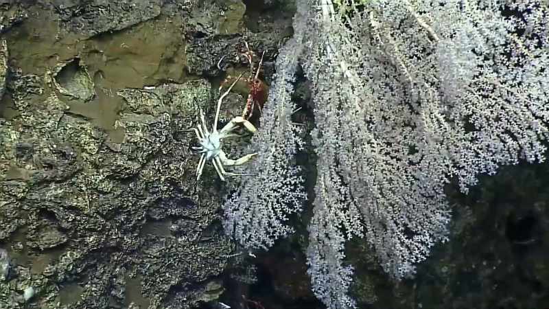 How many creatures are down there